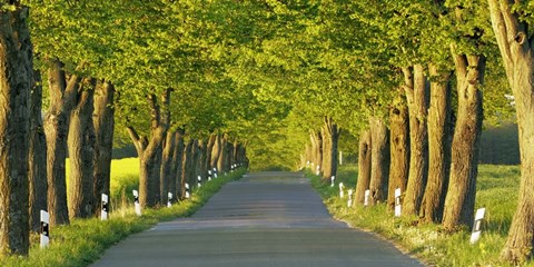 Framed Lime Tree Alley, Mecklenburg Lake District, Germany Print