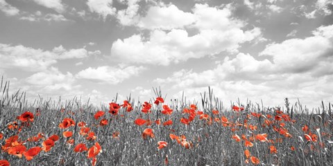 Framed Poppies in Corn Field, Bavaria, Germany Print