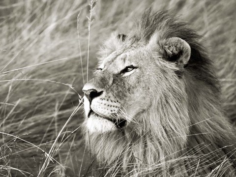 Framed African Lion, Masai Mara, Kenya 1 Print
