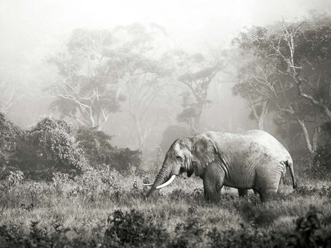 Framed African Elephant, Ngorongoro Crater, Tanzania Print
