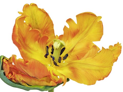 Framed Parrot Tulip Close-Up Print