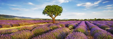 Framed Lavender Field And Almond Tree, Provence, France Print