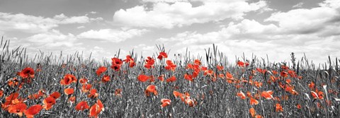 Framed Poppies In Corn Field, Bavaria, Germany Print