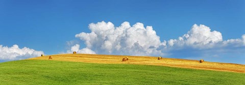 Framed Corn Field Harvested, Tuscany, Italy Print