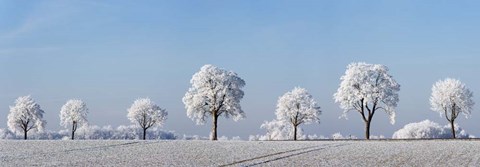 Framed Alley Tree With Frost, Bavaria, Germany Print