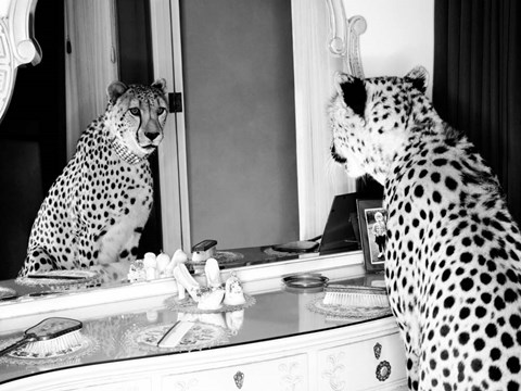 Framed Cheetah Looking in Mirror Print