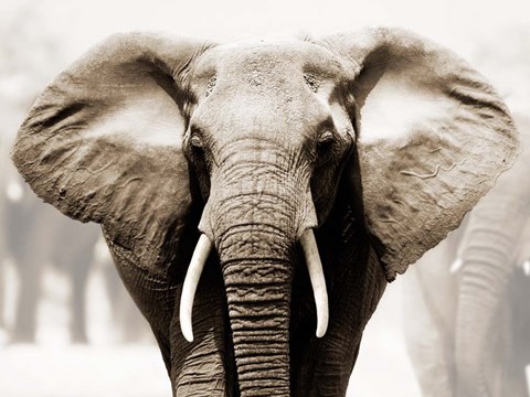 Framed African Elephant Print