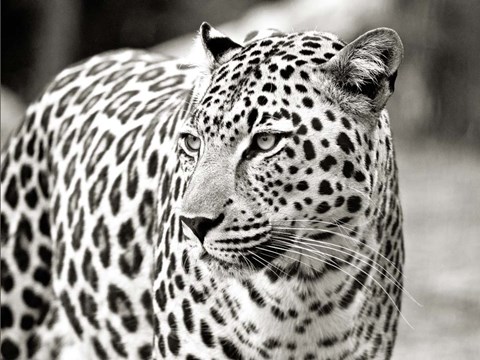 Framed Portrait of Leopard, South Africa Print