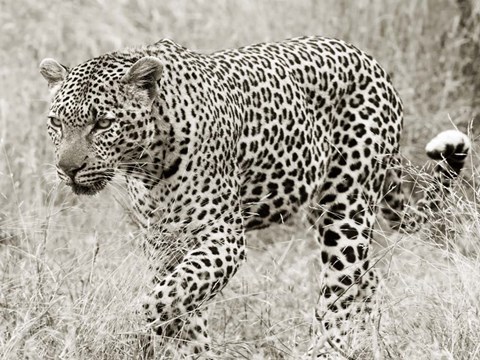 Framed Leopard hunting Print