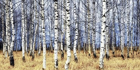 Framed Birch Grove in Autumn Print