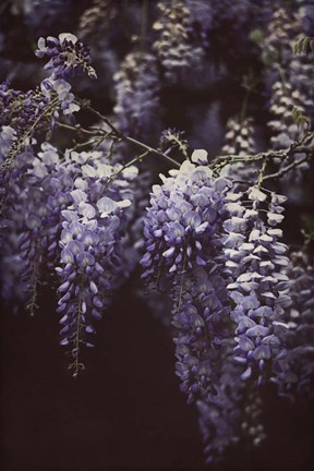 Framed Wisteria Cascade II Print