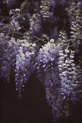 Framed Wisteria Cascade II Print