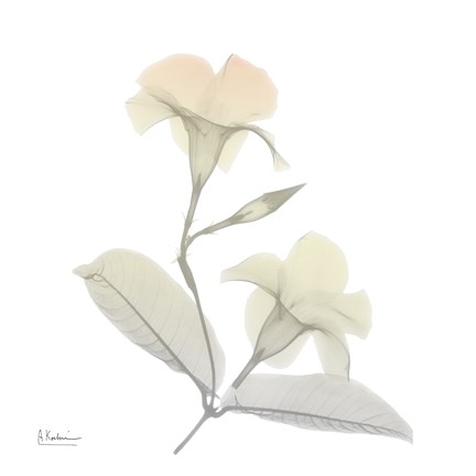 Framed Sunday Morning Mandelilla Print