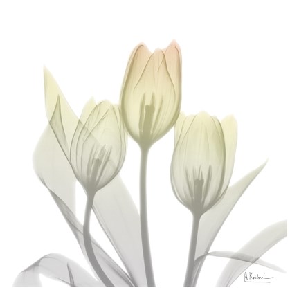 Framed Sunday Morning Tulips Two Print