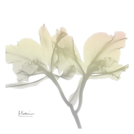 Framed Sunday Morning Orchid Print