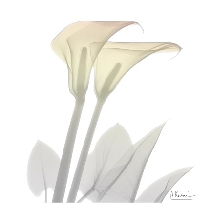 Framed Sunday Morning Calla Lily Print