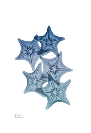 Framed Tidal Starfish 1 Print