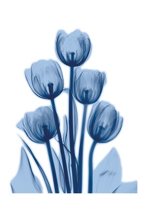 Framed Indigo Spring Tulips 2 Print