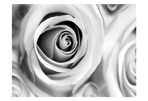 Framed White Noise Rose 1 Print