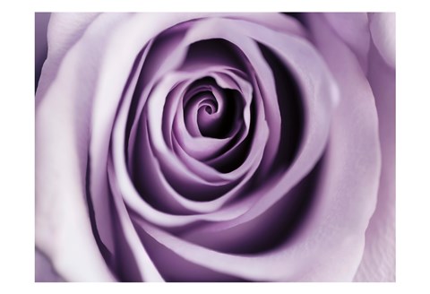 Framed Lavender Bloom Print