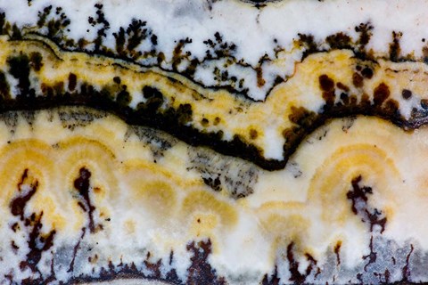 Framed Silver Lace Onyx 1 Print