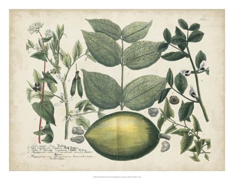 Framed Exotic Weinmann Botanical II Print
