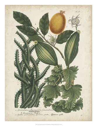 Framed Exotic Weinmann Botanical III Print