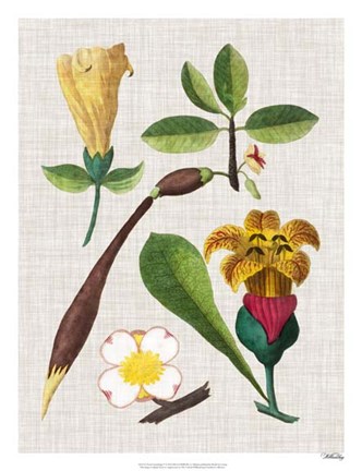 Framed Floral Assemblage V Print