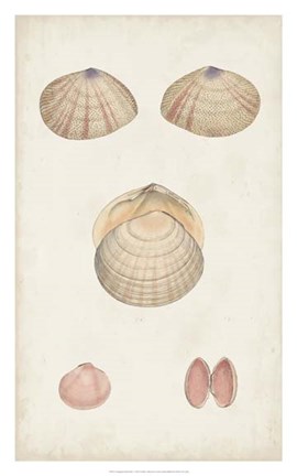 Framed Antiquarian Shell Study V Print