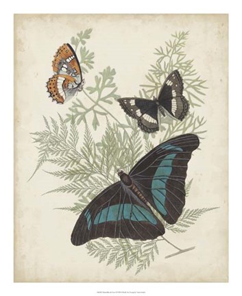 Framed Butterflies &amp; Ferns II Print