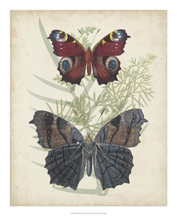 Framed Butterflies &amp; Ferns III Print