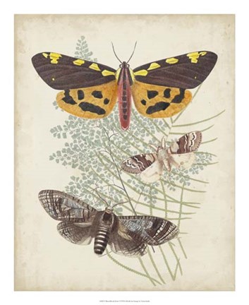 Framed Butterflies &amp; Ferns VI Print