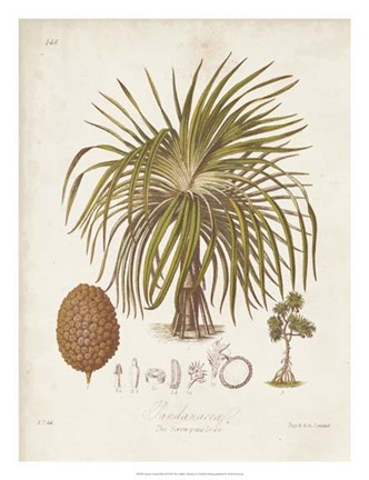 Framed Antique Tropical Palm II Print