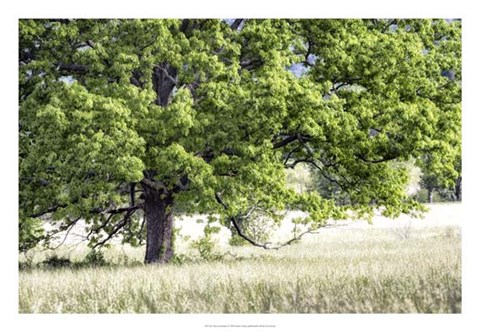 Framed Tree in Summer Print