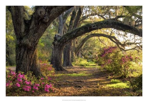 Framed Under the Live Oaks I Print