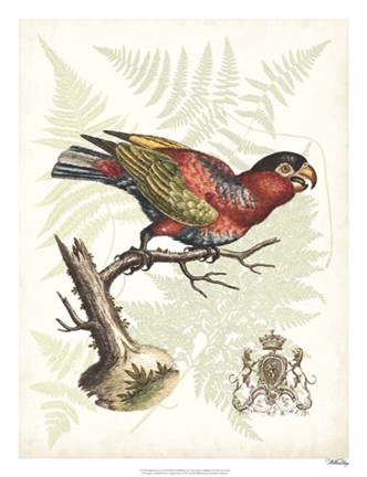 Framed Regal Parrots I Print