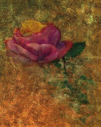 Framed Old Italy Roses Print