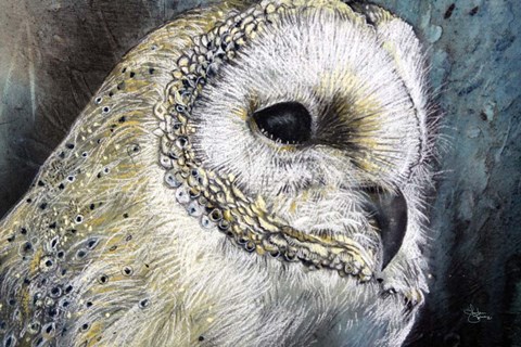 Framed Barn Owl Detail Print
