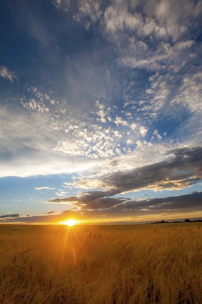 Framed Wheat Field Sunset Print