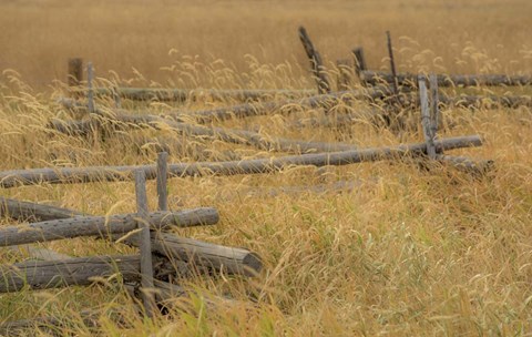 Framed Grazing Fence Print