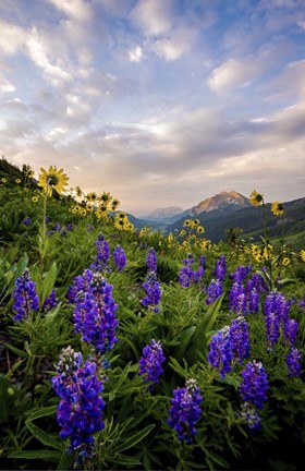 Framed Wild Flowers II Print