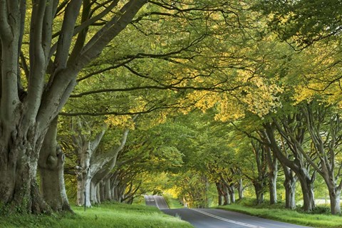 Framed Canopy of Trees Print