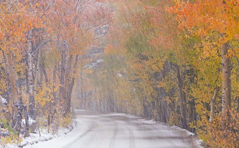 Framed Snowy Road Print