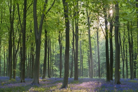 Framed Streaming Sun Print