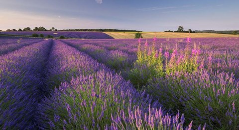 Framed Fields of Lavander Print