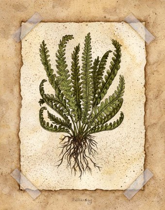 Framed Fern 4 Print