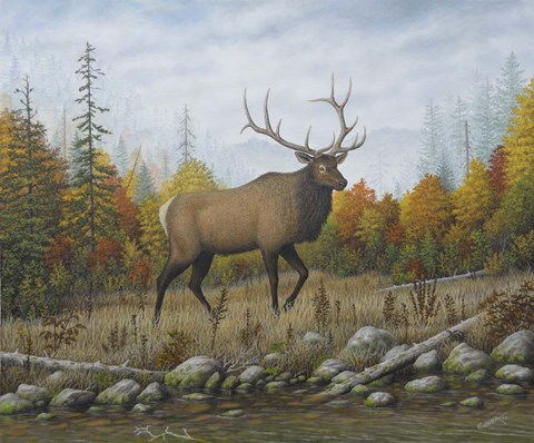 Framed Autumn Elk Print