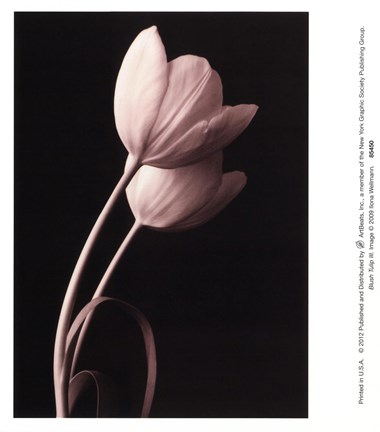Framed Blush Tulip III Print