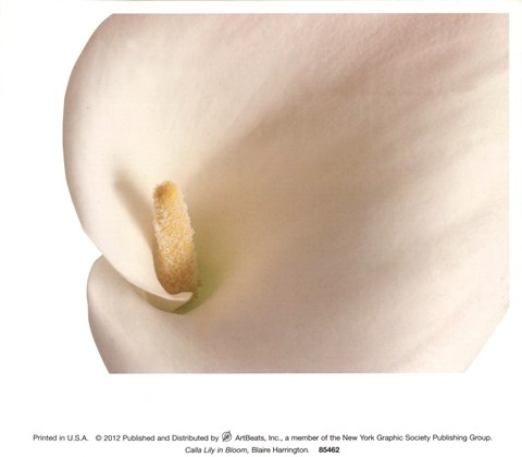 Framed Calla Lily In Bloom Print