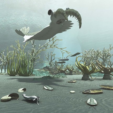 Framed Animals And Floral Life From The Burgess Shale Formation Of The Cambrian Period Print